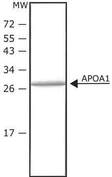 载脂蛋白 A-I 人 histidine-tagged, recombinant, expressed in HEK 293 cells, &#8805;98% (SDS-PAGE), lyophilized powder