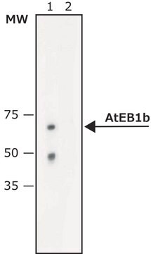 Anti-AtEB1b (C-terminal) antibody produced in rabbit ~2&#160;mg/mL, affinity isolated antibody, buffered aqueous solution