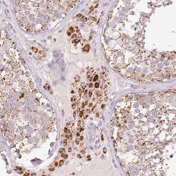 Anti-NF1 antibody produced in rabbit Prestige Antibodies&#174; Powered by Atlas Antibodies, affinity isolated antibody, buffered aqueous glycerol solution