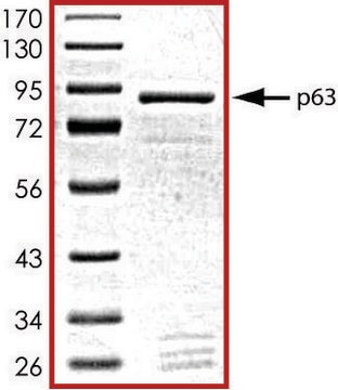 p63, GST tagged human recombinant, expressed in baculovirus infected Sf9 cells, &#8805;70% (SDS-PAGE), buffered aqueous glycerol solution