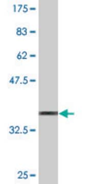 Monoclonal Anti-OSMR antibody produced in mouse clone 3E12, purified immunoglobulin, buffered aqueous solution