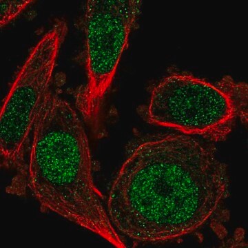 Anti-DUSP4 antibody produced in rabbit Prestige Antibodies&#174; Powered by Atlas Antibodies, affinity isolated antibody