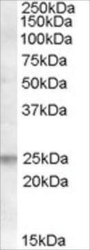 Anti-FAIM1 antibody produced in goat affinity isolated antibody, buffered aqueous solution