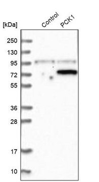 Anti-PCK1 antibody produced in rabbit Ab2, Prestige Antibodies&#174; Powered by Atlas Antibodies, affinity isolated antibody, buffered aqueous glycerol solution