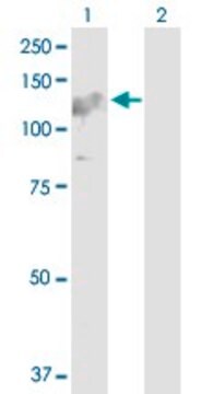 Anti-ARHGEF1 antibody produced in rabbit purified immunoglobulin, buffered aqueous solution