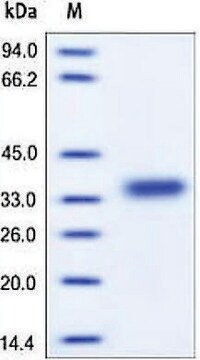 CXADR/CAR human recombinant, expressed in HEK 293 cells, &#8805;95% (SDS-PAGE)