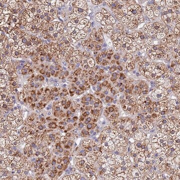 Anti-SDR39U1 antibody produced in rabbit Prestige Antibodies&#174; Powered by Atlas Antibodies, affinity isolated antibody, buffered aqueous glycerol solution