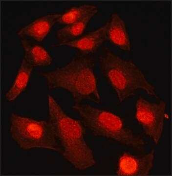 Anti-VHL antibody produced in rabbit ~1.0&#160;mg/mL, affinity isolated antibody