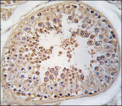 Anti-MDK (N-term) antibody produced in rabbit saturated ammonium sulfate (SAS) precipitated, buffered aqueous solution