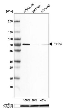 Anti-PHF23 antibody produced in rabbit Prestige Antibodies&#174; Powered by Atlas Antibodies, affinity isolated antibody, buffered aqueous glycerol solution