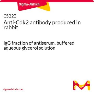 Anti-Cdk2 antibody produced in rabbit IgG fraction of antiserum, buffered aqueous glycerol solution