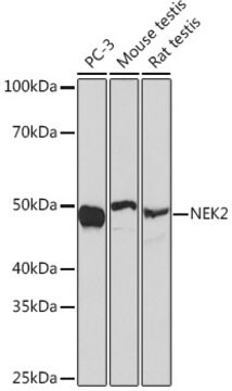 Anti-NEK2 Antibody, clone 5O0A1, Rabbit Monoclonal