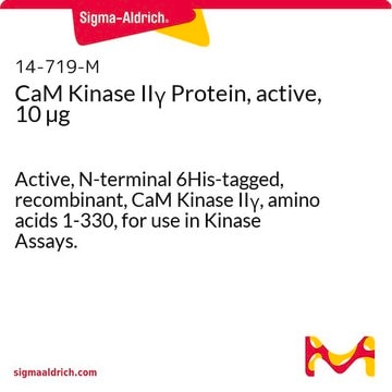 CaM Kinase II&#947; Protein, active, 10 &#181;g Active, N-terminal 6His-tagged, recombinant, CaM Kinase II&#947;, amino acids 1-330, for use in Kinase Assays.