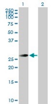 Anti-TSSK3 antibody produced in rabbit purified immunoglobulin, buffered aqueous solution