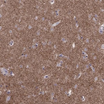 Anti-GNAL antibody produced in rabbit Prestige Antibodies&#174; Powered by Atlas Antibodies, affinity isolated antibody