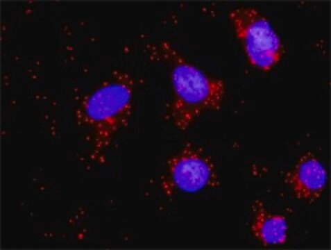 Monoclonal Anti-DFFA, (C-terminal) antibody produced in mouse clone 3A11, purified immunoglobulin, buffered aqueous solution