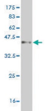 Monoclonal Anti-PCDH1 antibody produced in mouse clone 4H2, purified immunoglobulin, buffered aqueous solution