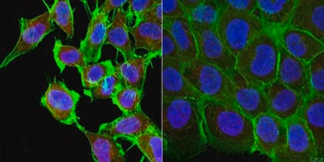 Anti-SCYL1 from rabbit, purified by affinity chromatography