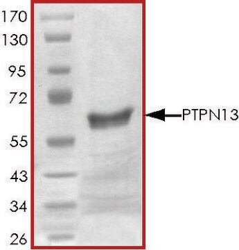 PTPN13 (2169-2485), active, GST tagged human recombinant, expressed in E. coli, &#8805;70% (SDS-PAGE), buffered aqueous glycerol solution