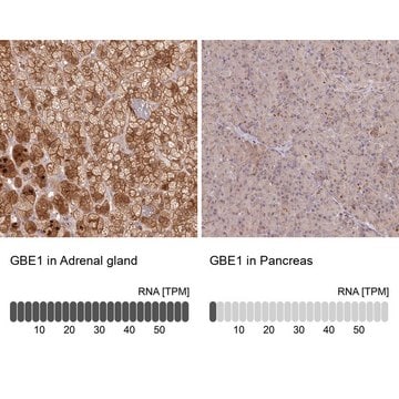 Anti-GBE1 antibody produced in rabbit Prestige Antibodies&#174; Powered by Atlas Antibodies, affinity isolated antibody, buffered aqueous glycerol solution