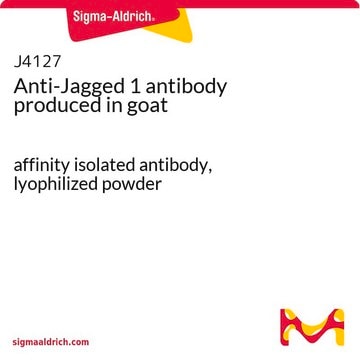 Anti-Jagged 1 antibody produced in goat affinity isolated antibody, lyophilized powder