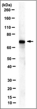 Anticorps anti-Aiolos, clone&nbsp;9D10 clone 9D10, from mouse