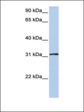 Anti-DRG1 antibody produced in rabbit affinity isolated antibody