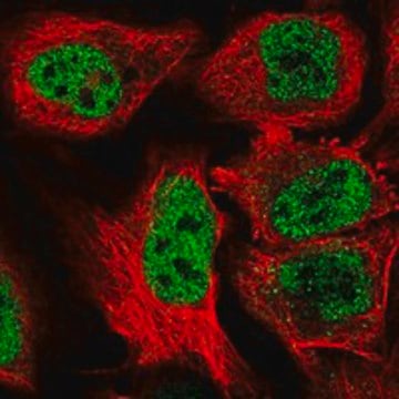 Anti-Baz1B Antibody Produced In Rabbit Prestige Antibodies&#174; Powered by Atlas Antibodies, affinity isolated antibody, buffered aqueous glycerol solution