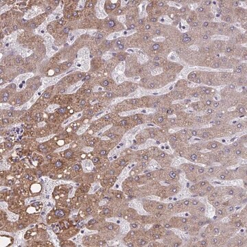 Anti-OR4A47 antibody produced in rabbit Prestige Antibodies&#174; Powered by Atlas Antibodies, affinity isolated antibody, buffered aqueous glycerol solution