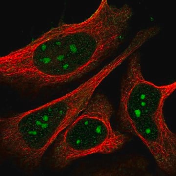 Anti-NPR1 antibody produced in rabbit Prestige Antibodies&#174; Powered by Atlas Antibodies, affinity isolated antibody, buffered aqueous glycerol solution