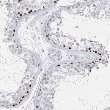 Anti-TMCO6 antibody produced in rabbit Prestige Antibodies&#174; Powered by Atlas Antibodies, affinity isolated antibody, buffered aqueous glycerol solution