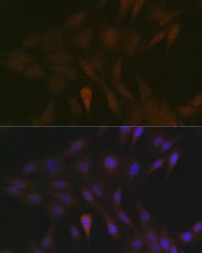 Anti-MEK3 antibody produced in rabbit