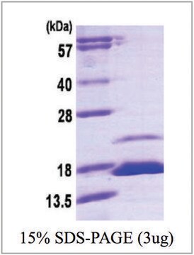 FKBP1B human recombinant, expressed in E. coli, &#8805;90% (SDS-PAGE)