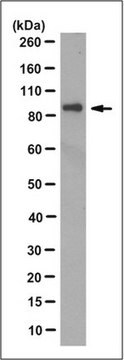 Anti-p130cas/BCAR1 Antibody, clone 2C1.1 clone 2C1.1, from mouse