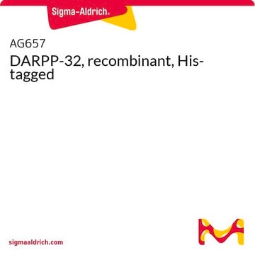 DARPP-32, recombinant, His-tagged