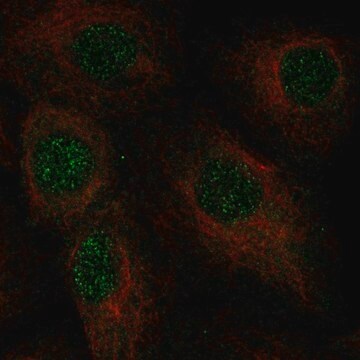 Anti-C2orf42 antibody produced in rabbit Prestige Antibodies&#174; Powered by Atlas Antibodies, affinity isolated antibody