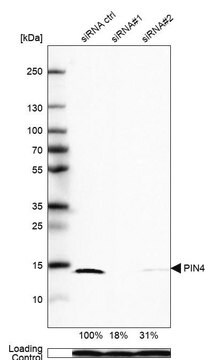 Anti-PIN4 antibody produced in rabbit Prestige Antibodies&#174; Powered by Atlas Antibodies, affinity isolated antibody