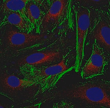 Anti-Actin Antibody, clone 2G2 clone 2G2, from mouse