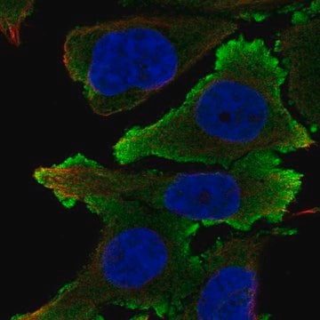 Anti-EFNB1 antibody produced in rabbit Prestige Antibodies&#174; Powered by Atlas Antibodies, affinity isolated antibody