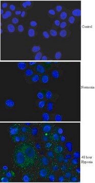 Anti-BNIP3 Antibody from rabbit, purified by affinity chromatography