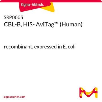 CBL-B, HIS-9209 (człowiek) recombinant, expressed in E. coli