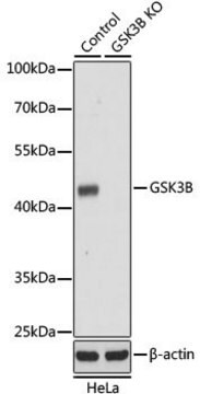 Anti-GSK3B antibody produced in rabbit