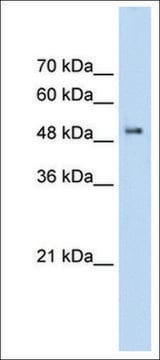 Anti-PACSIN1 antibody produced in rabbit IgG fraction of antiserum