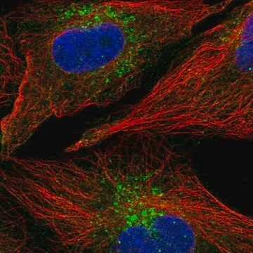 Anti-Wdfy1 Antibody Produced In Rabbit Prestige Antibodies&#174; Powered by Atlas Antibodies, affinity isolated antibody, buffered aqueous glycerol solution