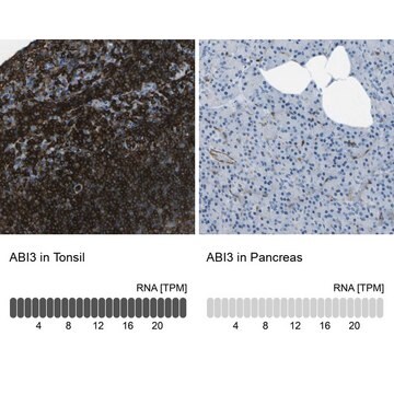 Anti-ABI3 antibody produced in rabbit affinity isolated antibody, buffered aqueous glycerol solution