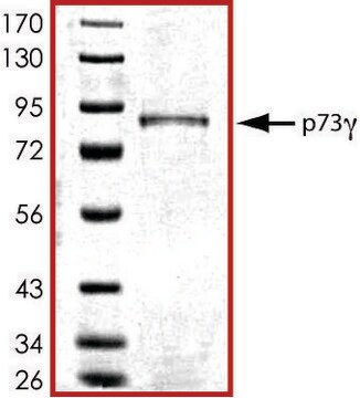 P73g, GST tagged human recombinant, expressed in baculovirus infected Sf9 cells, &#8805;70% (SDS-PAGE), buffered aqueous glycerol solution