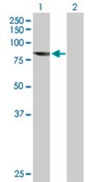 Anti-IFT81 antibody produced in mouse purified immunoglobulin, buffered aqueous solution