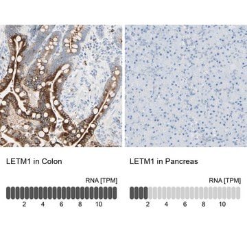 Anti-LETM1 antibody produced in rabbit Prestige Antibodies&#174; Powered by Atlas Antibodies, affinity isolated antibody, buffered aqueous glycerol solution