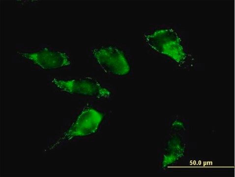 Anti-PDHA2 antibody produced in mouse IgG fraction of antiserum, buffered aqueous solution