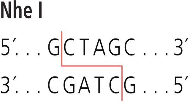 Nhe I from Neisseria mucosa heidelbergensis Restriction Enzyme